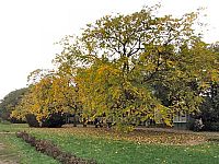 botan008.jpg